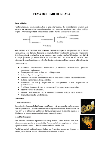 Tema-18Hemichordata.pdf
