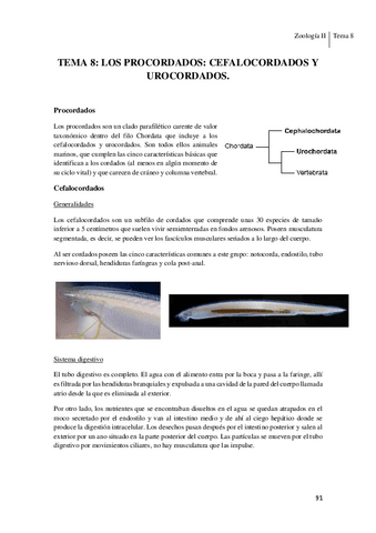 Tema-8Prochordata.pdf