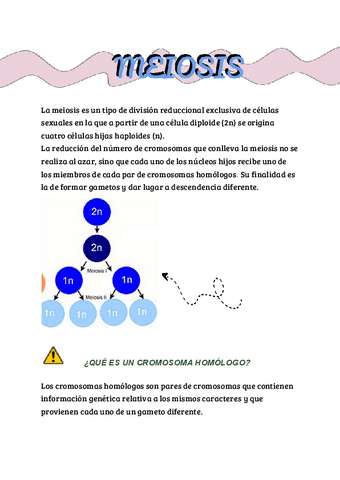 MEIOSIS-BACHILLERATO.pdf