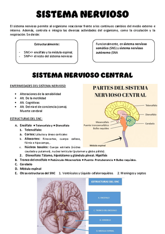 SISTEMA-NERVIOSO.pdf