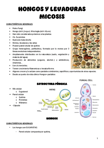 Tema-4-hongos-y-levaduras.pdf