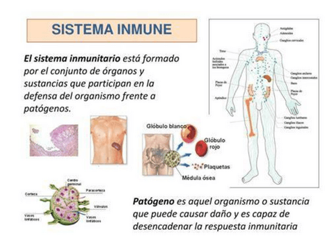 TEMA-6-SISTEMA-INMUNOLOGICO.pdf