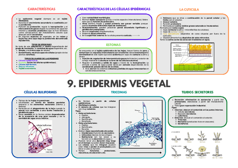 TEMA-9-EPIDERMIS-VEGETAL.pdf