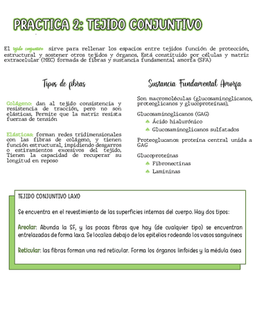 Tejido-conjuntivo.pdf
