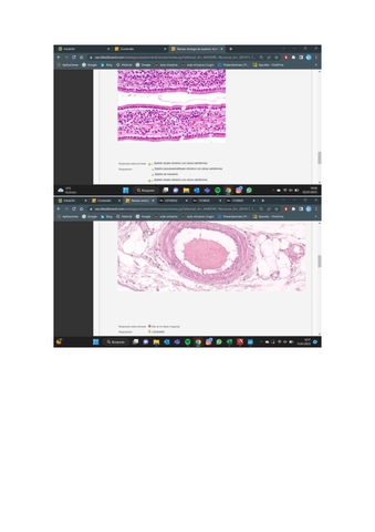 EXAMEN-HISTOLOGIA.pdf