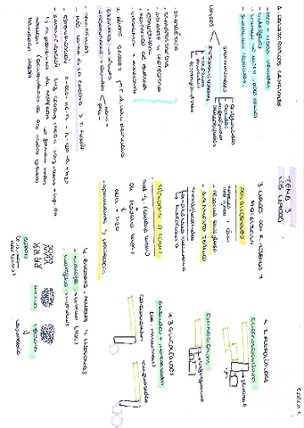 Lipidos-Carla-Casasempere.pdf
