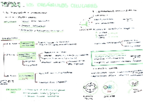 Organulos-celulares-I.pdf