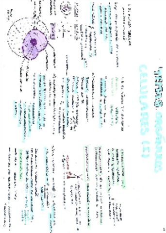 Organulos-celulares-II.pdf