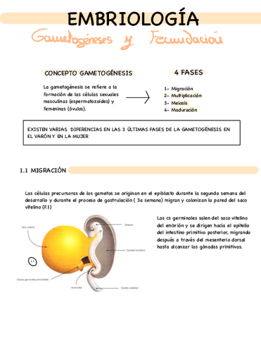APUNTES-T-1-EMBRIOLOGIA.pdf