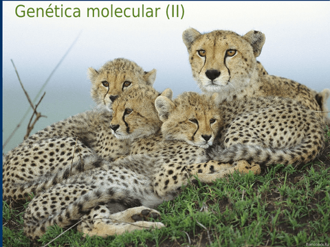 La genetica molecular que es y todo lo que-debes saber resumido rapido y facil de entender.pdf