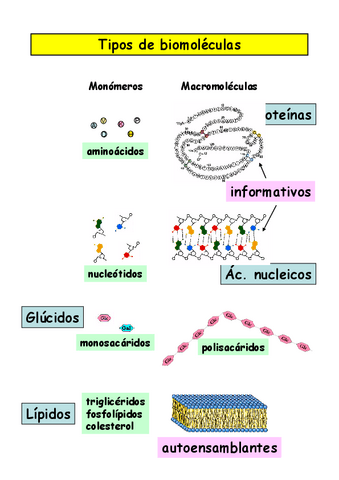 biomoleculas, glucidos y lipidos LO QUE TIENES QUE SABER RESUMEN.pdf