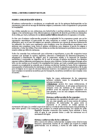 APUNTES-ORGANOGRAFIA-.docx-1-1.pdf