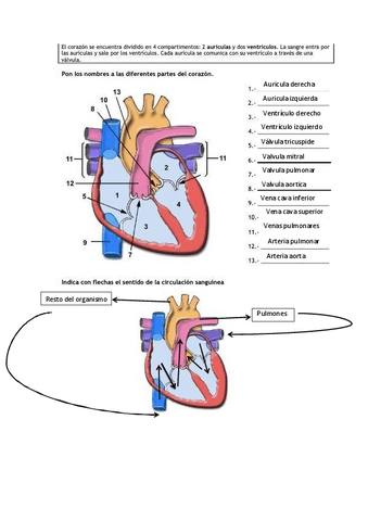 Ejercicios-venas-y-corazon.pdf