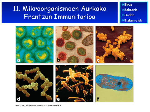 Immuno-IV.pdf