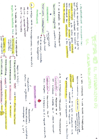 Catabolismo.pdf