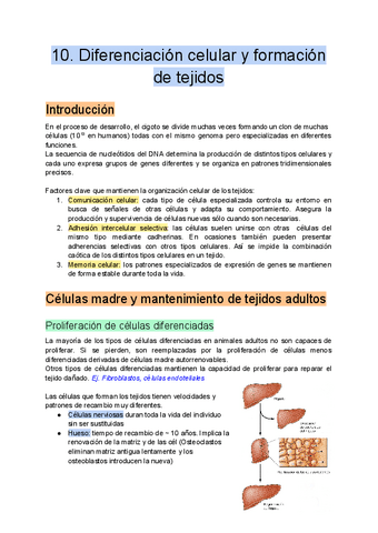 10.-Diferenciacion-celular-y-formacion-de-tejidos.pdf