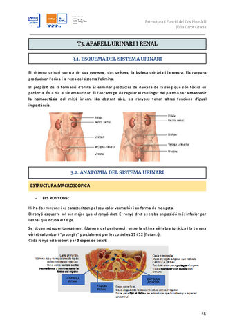 T3.-Sistema-urinari-i-renal.pdf