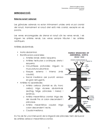 APUNTES ANATOMIA ANIMAL II.pdf