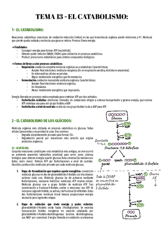 T13-Bio-2o.pdf