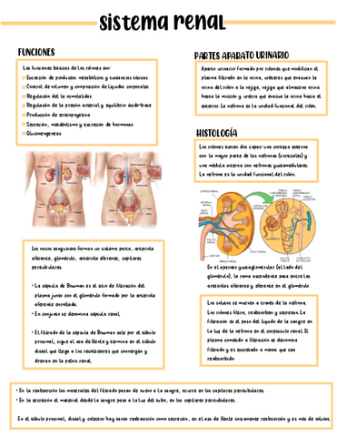 RENAL-ESQUEMA.pdf