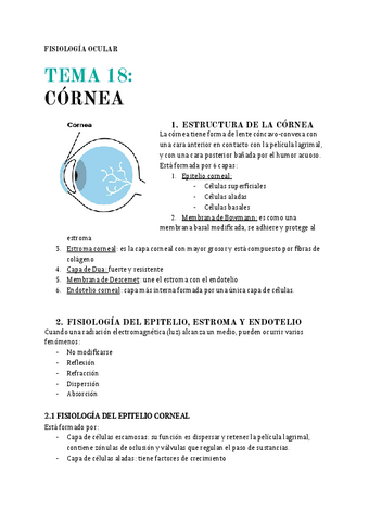 T.18-Cornea.pdf