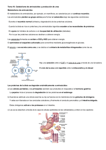 Tema-10-bioq.pdf