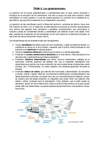 TEMA-3-Los-gnatostomados.docx.pdf