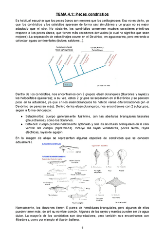 Tema-4.1-Peces-condrictios.docx.pdf