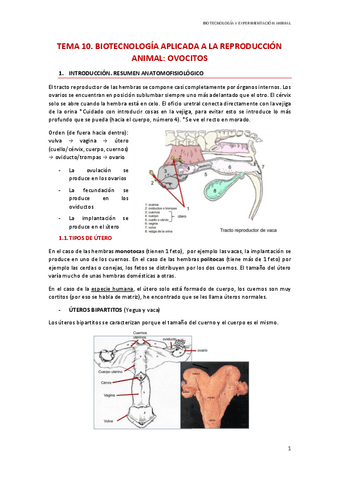 T10.-Biotecnologia-aplicada-a-la-reproduccion.-Ovocitos.pdf