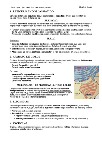 ORGANULOS-MEMBRANOSOS.pdf