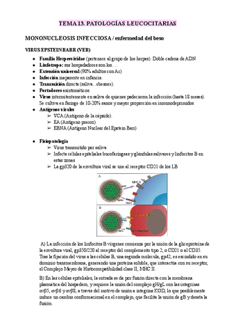 TEMA 13. PATOLOGÍAS LEUCOCITARIAS.pdf