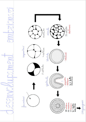 ESQUEMA-desenvolupament-embrionari.pdf