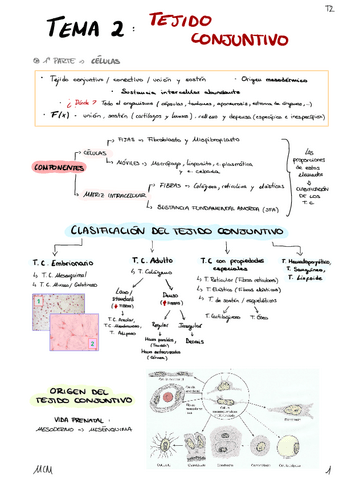 T2-Tejido-Conjuntivo.pdf