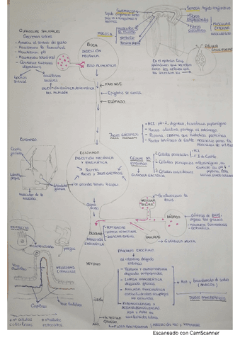 Esquema Digestivo Completo Pdf