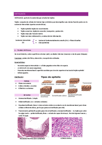 ANATOMÍA I - histología.pdf
