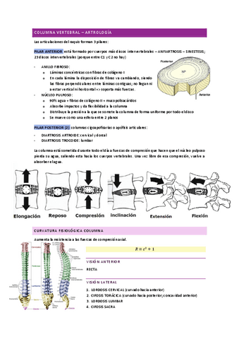 ANATOMÍA I - artrología (columna vertebral).pdf