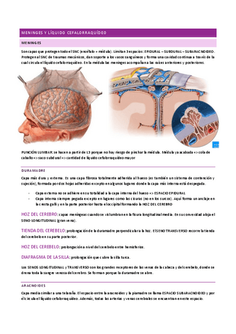 ANATOMÍA I - meninges y líquido cefalorraquídeo.pdf