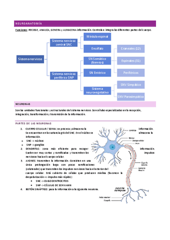 ANATOMÍA I - neuroanatomía.pdf