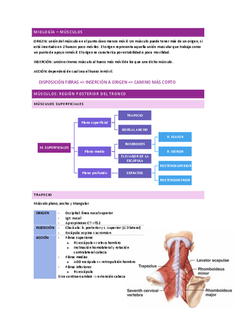 ANATOMÍA I - músculos (tronco y cuello).pdf