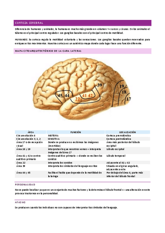 ANATOMÍA I - corteza cerebral.pdf