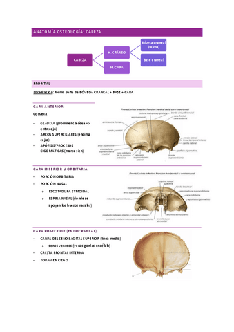 ANATOMIA-I-osteologia-cabeza-columna-vertebral-costillas-esternon-huesos-insercion.pdf