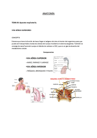 APARATO-RESPIRATORIO.pdf