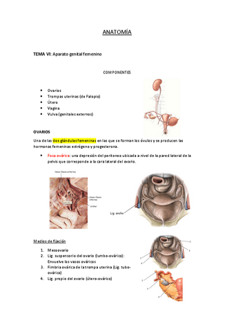 APARATO-GENITAL-FEMENINO.pdf