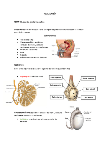 APARATO-GENITAL-MASCULINO.pdf
