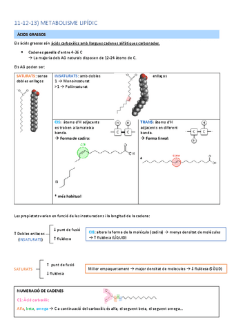 11-12-13-METABOLISME-ACIDS-GRASSOS.pdf