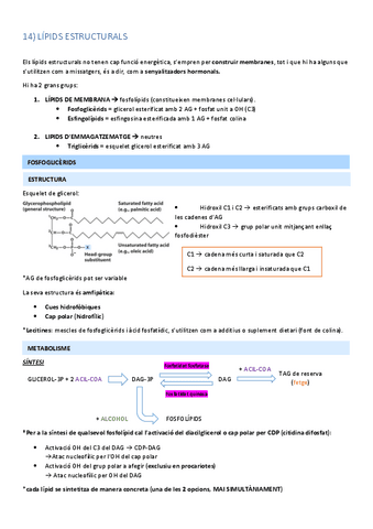 14.-LIPIDS-ESTRUCTURALS-O-COMPLEXOS.pdf