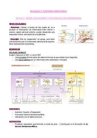 B3-S.nervioso-2022.pdf
