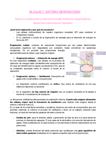 B7-S.respiratorio-2022.pdf