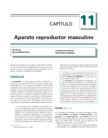 Anatomia.Humana.Garcia.Porrero-cap11.pdf