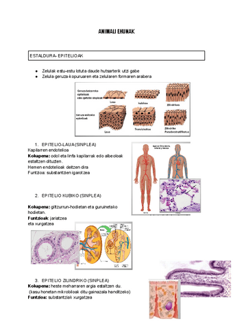 ANIMALI-EHUNAK.docx.pdf